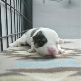 Twister - Blue male Pembroke Welsh Corgi puppy in Charleroi, Pennsylvania from Twilight Hollow Corgis
