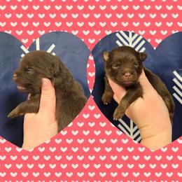 Girl 1 - Chocolate and tan female Pomeranian puppy in Creswell, North Carolina from Grace's Poms🐾💕