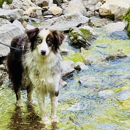 Timberline Captain Jack - Red merle male Miniature Australian Shepherd puppy in Kentucky from Natural Life Ranch