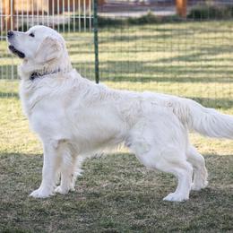 Scout - Golden Retriever