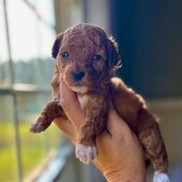 Cider - Red  female Goldendoodle puppy in Gastonia, North Carolina from Crowders Creek Doodles