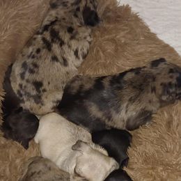 Pug Puppies from Brenda's Pugs