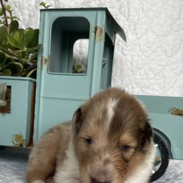 Collies from Ambervale