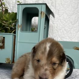 Collies from Ambervale
