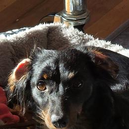 Pippy - Dachshund