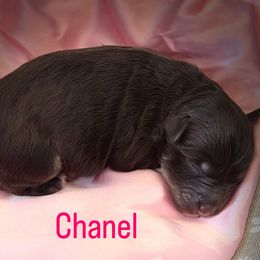 Chanel - Liver female Miniature Schnauzer puppy in Van Alstyne, Texas from Beards N Bows Mini Schnauzers