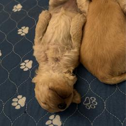 Bryce - Cream male Goldendoodle puppy in Chinle, Arizona from Tselani Doodles