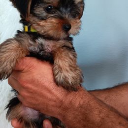 Yorkshire Terrier Puppies from BFF Yorkies