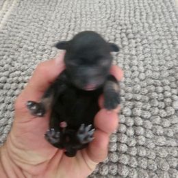 Miniature Schnauzer Puppies from Bellas Schnauzers