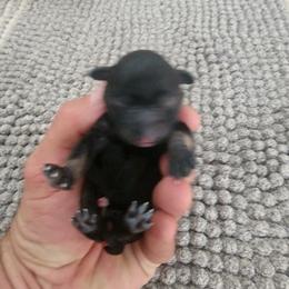 Miniature Schnauzer Puppies from Bellas Schnauzers