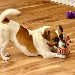 Jack Russell Terrier puppies from Shelby Burleson's Golden Retrievers and Jack Russell Terriers