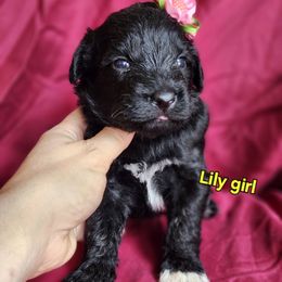 Lily - Black and white female Portuguese Water Dog puppy in Narvon, Pennsylvania from Prized Family Porties