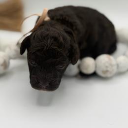 Godiva - Brown female Poodle puppy in Southampton, New Jersey from Lavishly Loved Pets LLC
