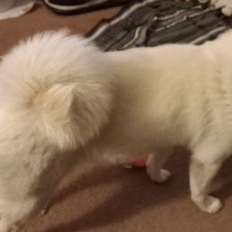 Shiba Inu from Little Brats