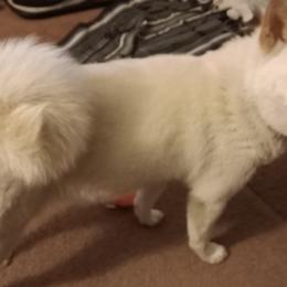 Shiba Inu from Little Brats