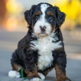 Spooky - Tri-color male Bernedoodle puppy in Dundee, Ohio from Down Home Doodle