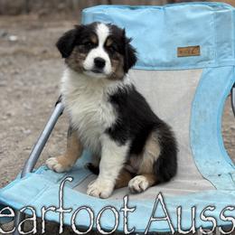 Girl 5 - Black tri-color female Australian Shepherd puppy in Lowell, Indiana from Bearfoot Aussies and Tollers