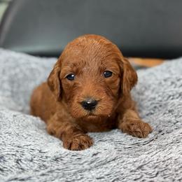 Reba - Red  female Goldendoodle puppy in Wharton, Texas from Little Fur Friends