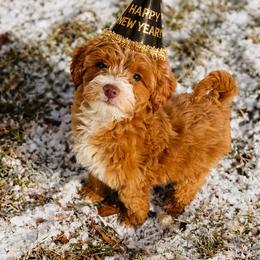 Boy 6 - Red male Australian Labradoodle puppy in Florence, New Jersey from Royal Manor Labradoodles
