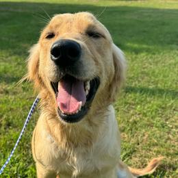 Alyss - Golden Retriever