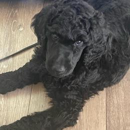 Wren (bright pink collar) - Black female Poodle puppy in Batavia, Ohio from The Livezey Standard-CKCS and Standard Poodles