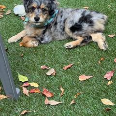 Aussiedoodle Puppies from Double E Doodles