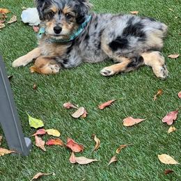 Aussiedoodle Puppies from Double E Doodles
