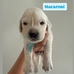 Golden Retriever Puppies from Pheasant Hollow Goldens