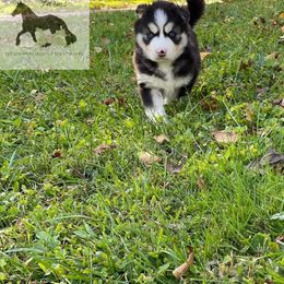 Siberian Husky Puppies from Wyant Farms