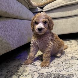Reed (purple) - Cream male Goldendoodle puppy in Belleville, New Jersey from New Jersey Doodles and Frenchies