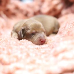 Summer - Cream female Dachshund puppy in Eaton, Ohio from Miniature Alphas Dachshunds