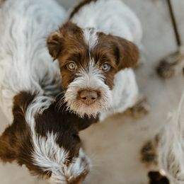 Wirehaired Pointing Griffon Puppies from Double Barrel Griffons