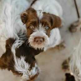 Wirehaired Pointing Griffon Puppies from Double Barrel Griffons