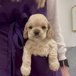 Cocker Spaniel and English Springer Spaniel Puppies from Sei