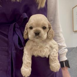 Cocker Spaniel and English Springer Spaniel Puppies from Sei