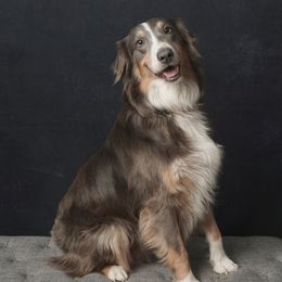 Stogie - Australian Shepherd