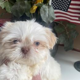 Boy 2 - male Shih Tzu puppy in Troy, Michigan from "Shihtzu Best Friend"
