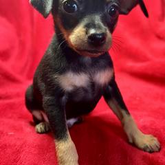 Prague Ratter Puppies from North Star Gem’s Prague Ratters