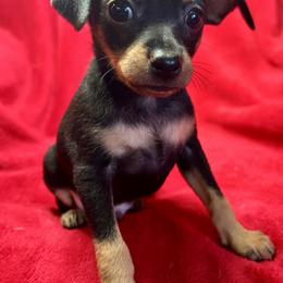 Prague Ratter Puppies from North Star Gem’s Prague Ratters