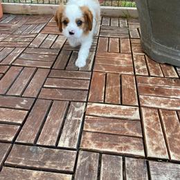Cavalier King Charles Spaniel Puppies from Austin Cavaliers