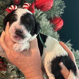 Nellie - Parti female Goldendoodle puppy in Prosperity, Pennsylvania from Stelladoodles & Company