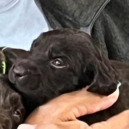 Mr Teal - Liver male Boykin Spaniel puppy in Stapleton, Alabama from Taensas Boykins