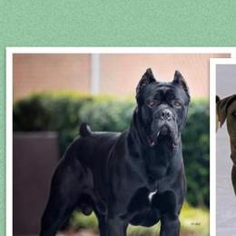Diesel - Cane Corso