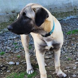 Light Blue Collar Boy - Fawn Anatolian Shepherd Dog puppy in Willamina, Oregon from Maple Creek Farm