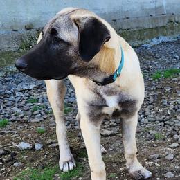 Light Blue Collar Boy - Fawn Anatolian Shepherd Dog puppy in Willamina, Oregon from Maple Creek Farm