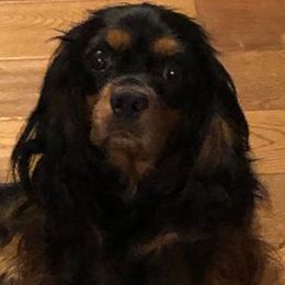 Zarley - Cavalier King Charles Spaniel