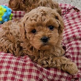 Nicholas - Red male Cavapoo puppy in Blackfoot, Idaho from Rocky Desert Goldens and Cavaliers