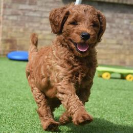 Goldendoodle puppies from Gertie’s Goldendoodles