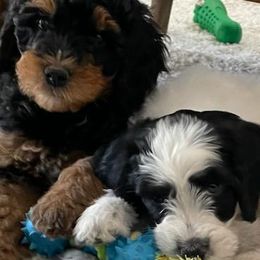 Aussiedoodles, Bernedoodles, and Poodles from Color Country Doodles