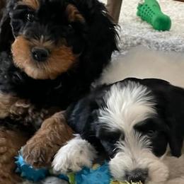 Aussiedoodles, Bernedoodles, and Poodles from Color Country Doodles